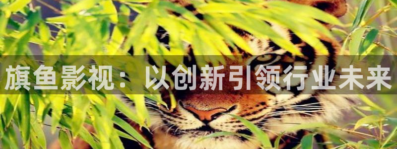 旗鱼影视：以创新引领行业未来
