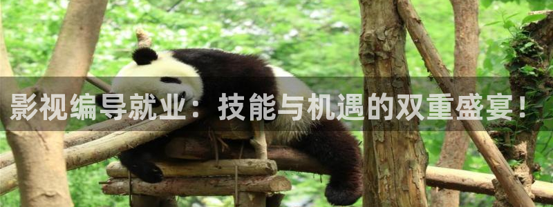 影视编导就业：技能与机遇的双重盛宴！